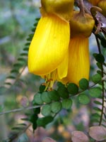 sophora-microphylla-flowers