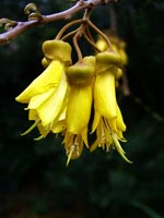 sophora-microphylla