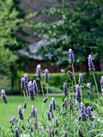 spring-lavender-garden