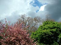 spring-storm-cloud-blossom