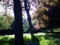 spring-sun-ruskin-gardens