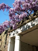 spring-wisteria-white-pillar