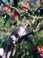 squirrel-rhodo