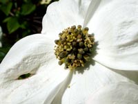 sun-bleached-white-flower