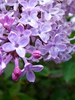 syringa-flowers