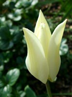 tulip-picotee