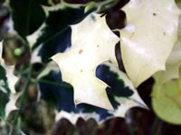 white-holy-leaf