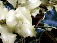 white-holy-leaves