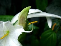 white-orchid-stamen