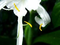 white-orchid