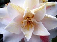 white-yellow-vein-camellia