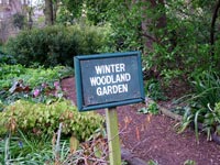 winter-woodland-garden