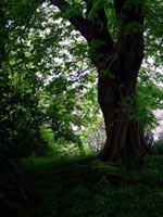 woodland-shade-garden