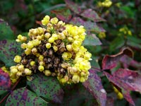 yellow-flowers-rusting-foliage