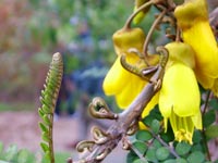 yellow-kowhai-flower