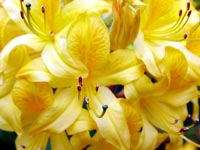 yellow-spring-flowers