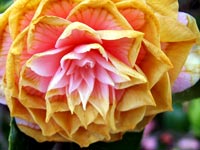 yellowing-camellia