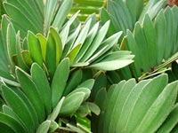 zamia-furfuracea