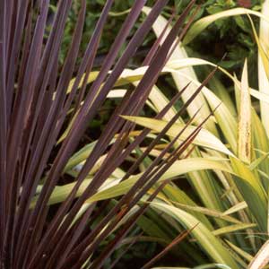  These plants are neighbours in Middle Border. 