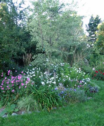  This garden is full of messy thriving rejects. Thanks to my friend Tonia for the rather mature variegated elm. 