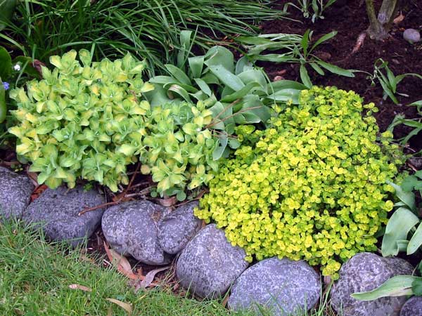  This beautiful edging plant is showing off its fresh spring growth. 