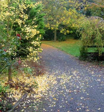  The Ginkgo tree is always the first to lose all its leaves. 