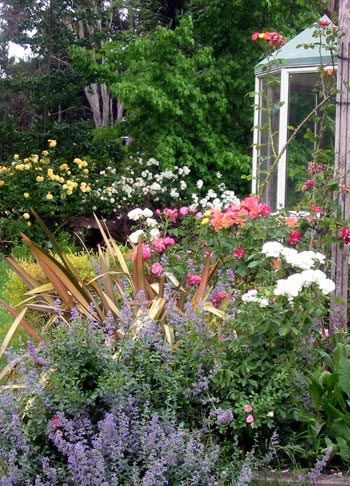  Can a gardener have too many roses? 