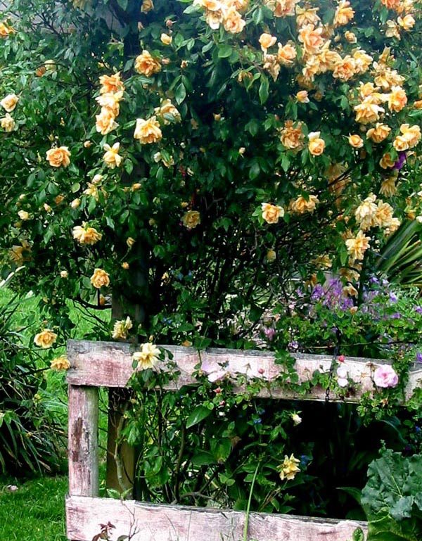  This is the fourth summer for this pergola rose, and again the best ever flowering display it's given me. 