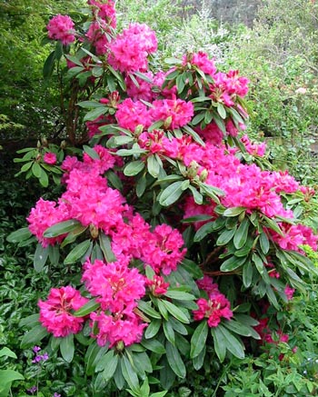  One of the first rhododendrons that I planted - hence I don't know its name - which brightens up the Pond Paddock garden. 