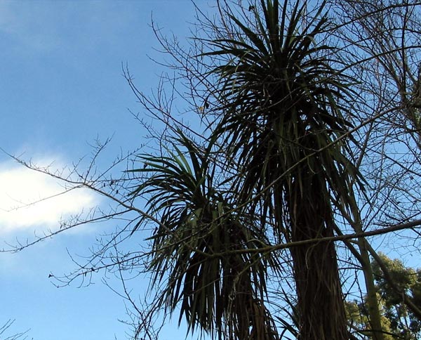  Cabbage trees in the Jelly Bean Garden. 