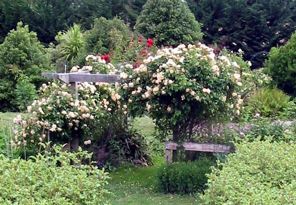  This is a new view of the roses on the pergola. 