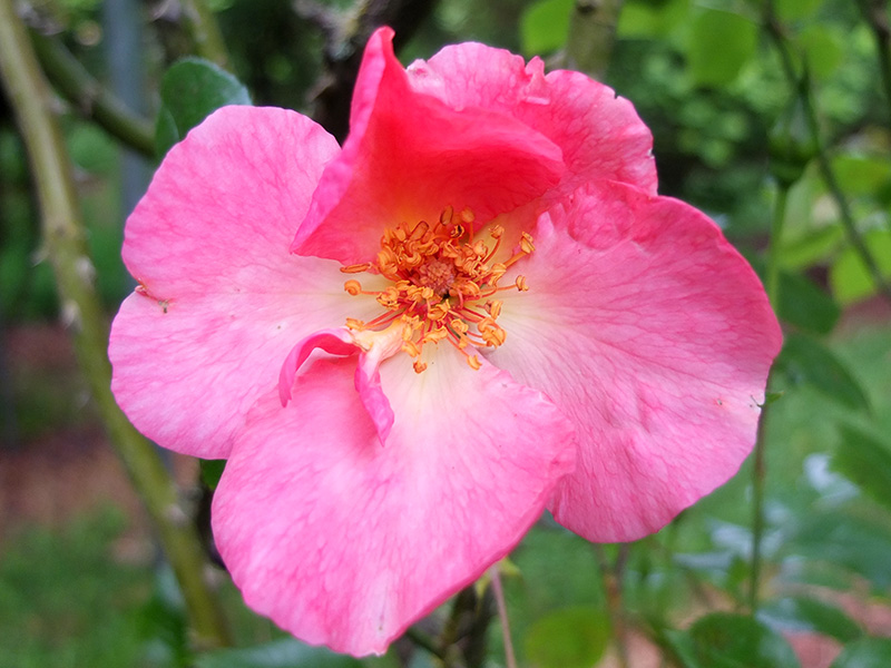Mutabilis Rose