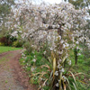 Bonfire and blossom...