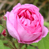 Marie de Blois Moss Rose