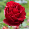 Crimson Cascade Climbing Rose