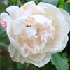 Madame Alfred Carriere Rose