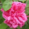 Zepherine Drouhin Rose