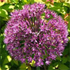 Alliums