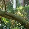 Wattle Tree Damage