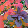 Autumn Cotinus Shrub