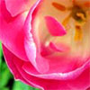 Pink Tulips