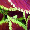 Variegated Coleus