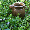 Tea-Pots in the Garden