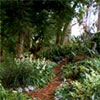 Wattle Woods Garden Paths