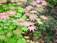 acer-shirasawanum