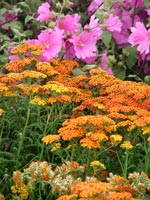 achillea-lavatera