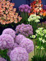 alium-flowers