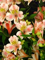 alstroemeria-hybrid-princess-rebecca