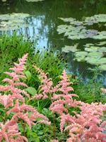 beautiful-pond-garden