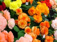 begonia-flower-display